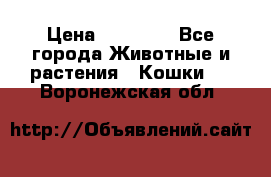 Zolton › Цена ­ 30 000 - Все города Животные и растения » Кошки   . Воронежская обл.